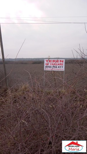 Teren extravilan 3,56 hectare in Dorolt ( ID 22873) - imagine 5