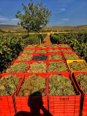 vin de casa, cea mai buna calitate - imagine 3