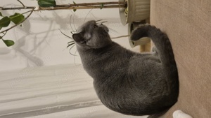 Motan british shorthair  - imagine 2