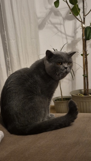 Motan british shorthair  - imagine 3