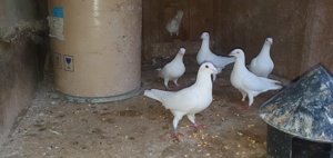 De vinzare porumbei .. - imagine 2