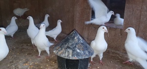 De vinzare porumbei .. - imagine 3