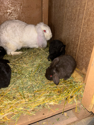 vand iepuri din rasele berbec german si hycole - imagine 4