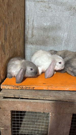 vand iepuri din rasele berbec german si hycole - imagine 5