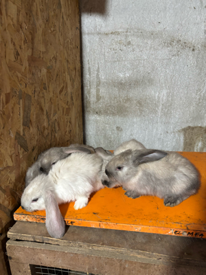 vand iepuri din rasele berbec german si hycole - imagine 2