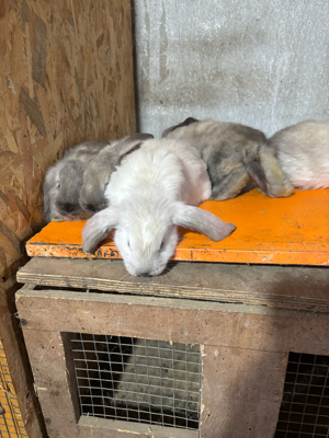 vand iepuri din rasele berbec german si hycole - imagine 3