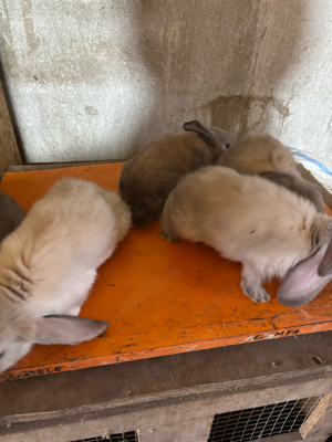 vand iepuri din rasele berbec german si hycole