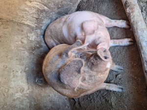 Porc  mare de vanzare - imagine 2