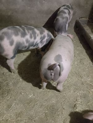 Porci de vanzare, scrofițe petrain