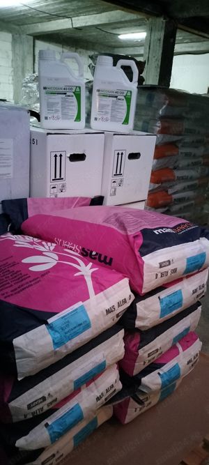 samanta lucerna import Franta, MAISADOUR - soiul MAS ALFA 4 - imagine 3