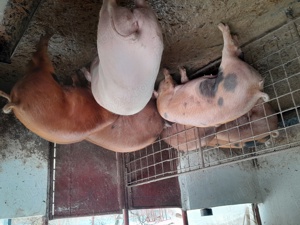 Vând Porcii grași. 130 -160 kg.