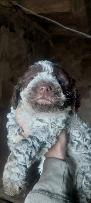 De vânzare cățel Lagotto Romagnolo 