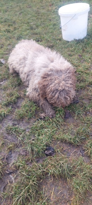 De vânzare cățel din rasa Lagotto Romagnolo 