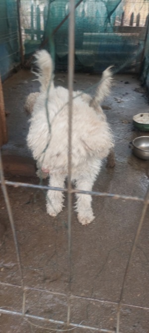 De vânzare Lagotto Romagnolo 