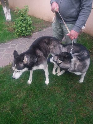 Husky caut partenera - imagine 3 Husky caut partenera - imagine 3