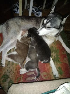 Husky caut partenera - imagine 4 Husky caut partenera - imagine 4