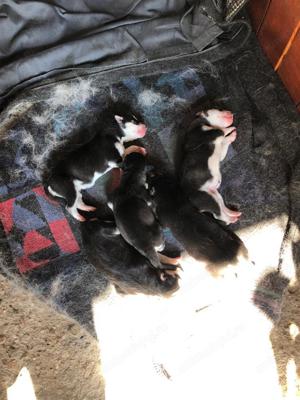 Husky caut partenera - imagine 5 Husky caut partenera - imagine 5