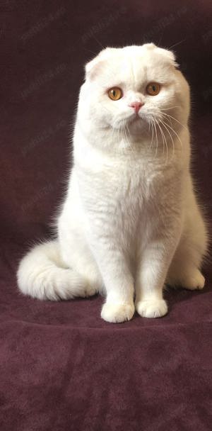 Scottish Fold White Longhair  - imagine 2