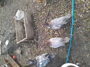 rate mute - imagine 2 rate mute - imagine 2