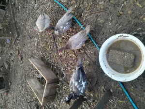 rate mute - imagine 3 rate mute - imagine 3