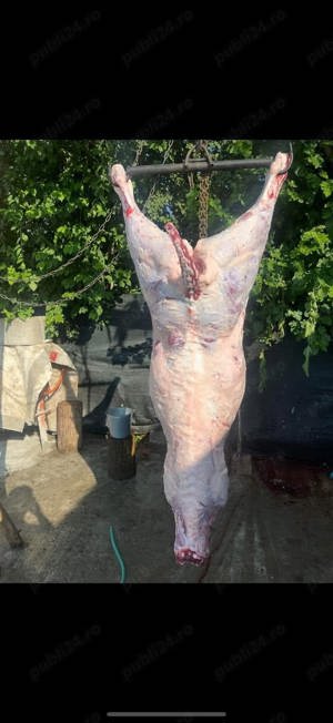 carcasă de vițel la alegere