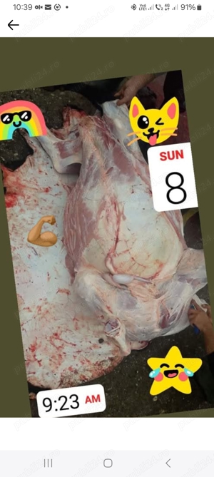 carcasă de vițel la alegere - imagine 3