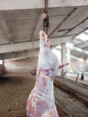 carcasă de vițel la alegere - imagine 2