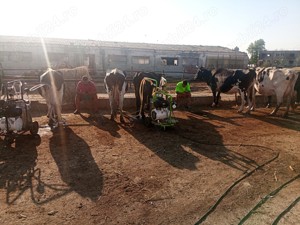 carcasă de vițel la alegere - imagine 4