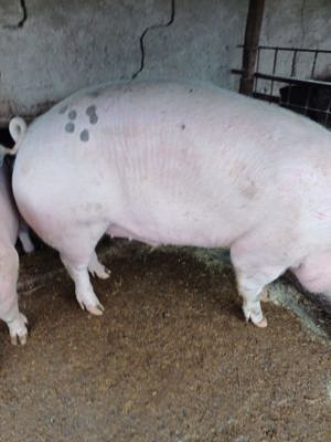 Vand porci mare de taiere 200-300kg - imagine 2