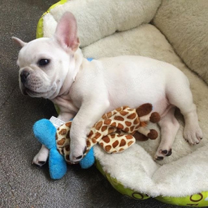 Bulldog francez diverse culori  - imagine 2