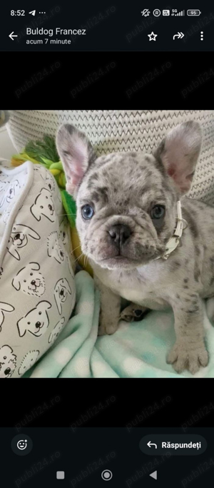 Bulldog francez diverse culori