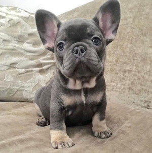 Bulldog francez diverse culori 