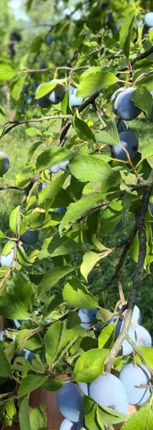 Țuică de vânzare din producție proprie  - imagine 2