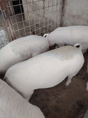 Vând porci, rasă de carne și slănină - imagine 2