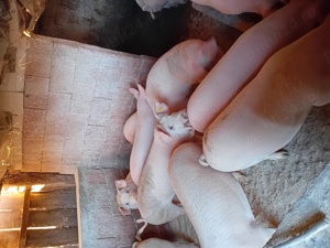 Vând porci de mare calitate crescuți bio  - imagine 5