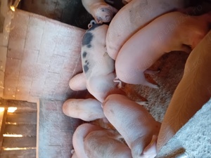 Vând porci de mare calitate crescuți bio  - imagine 4