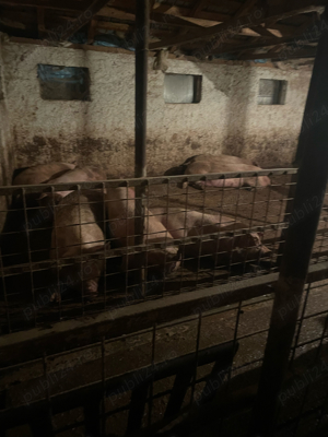 vand porci rasa de carne  - imagine 2