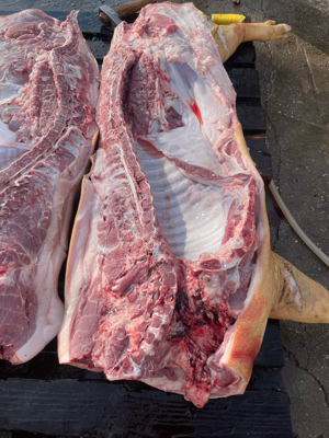 vand porci rasa de carne  - imagine 5