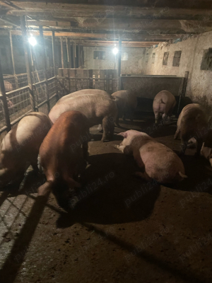 vand porci rasa de carne 