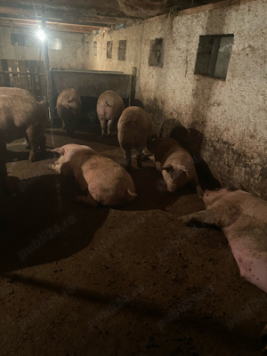 vand porci rasa de carne  - imagine 3