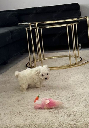 bichon maltez alb minii toy