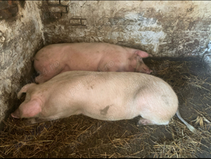 vand porci  - imagine 2