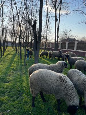 Berbecuti de vanzare - imagine 3