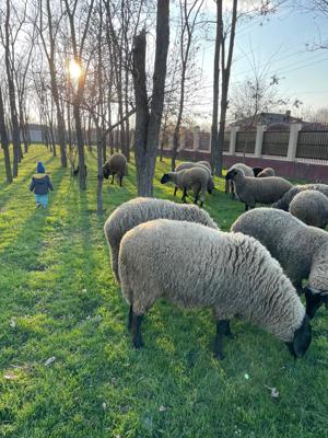 Berbecuti de vanzare - imagine 2