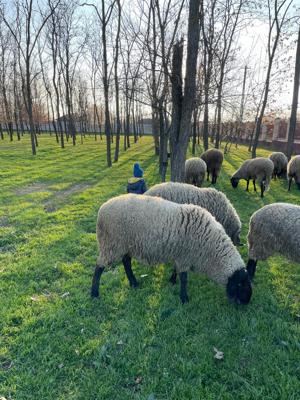 Berbecuti de vanzare