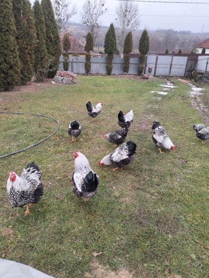 Găini rasă Wyandote  - imagine 2