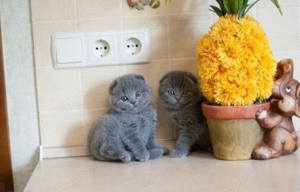 Pui British Shorthair Blue disponibili imediat 7 săptămâni  - imagine 3