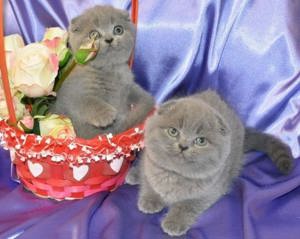 Pui British Shorthair Blue disponibili imediat 7 săptămâni  - imagine 4