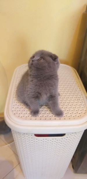 Scottish Fold Blue fată și băiat disponibili imediat! Super ofertă  doar azi 1800 lei!