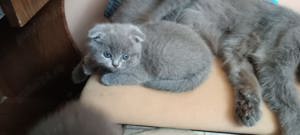 Scottish Fold Blue fată și băiat disponibili imediat! Super ofertă  doar azi 1800 lei! - imagine 3